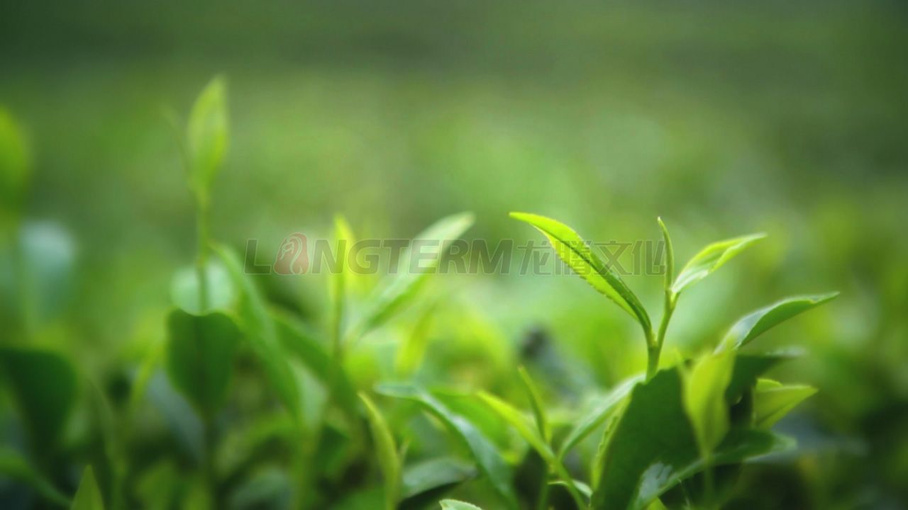 了翁茶廣告片_茶葉廣告片_成都茶葉公司宣傳片_茶葉形象宣傳廣告片拍攝制作公司